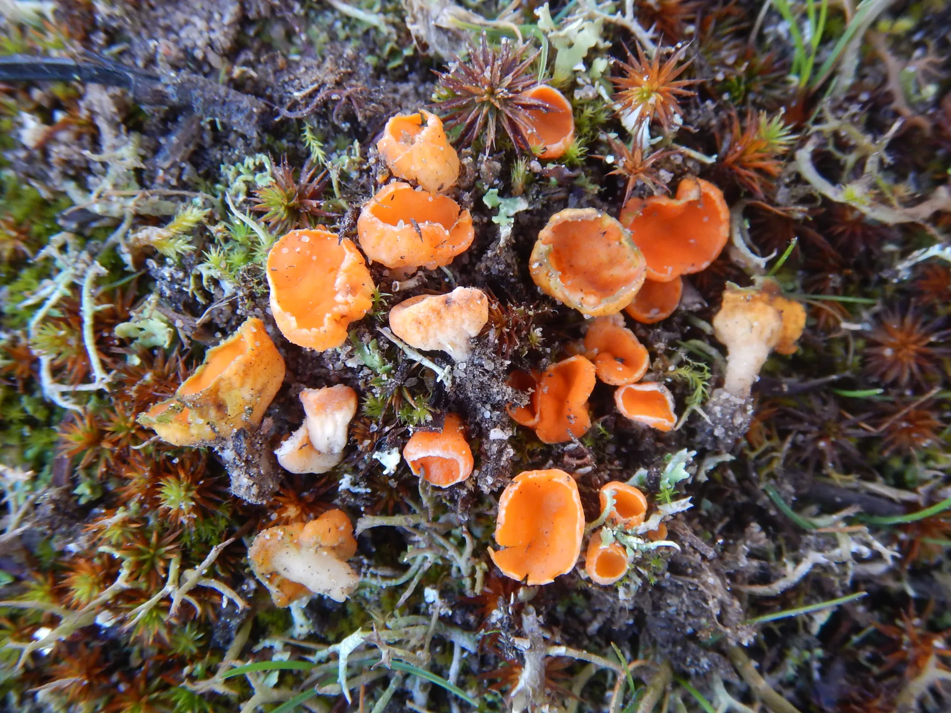 Neottiella rutilans, 24-03-13 (1)